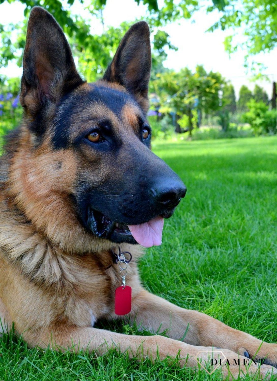 Blaszka dla pupila czerwona 5 cm z miejscem na grawer Blaszka rouge XL. . Blaszka w formie adresówki, identyfikatora dla psa. Blaszka z miejscem na grawer. Na adresówce możemy wygrawerować np. imię psa i nr telefonu do właścic.jpg